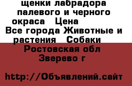 щенки лабрадора палевого и черного окраса › Цена ­ 30 000 - Все города Животные и растения » Собаки   . Ростовская обл.,Зверево г.